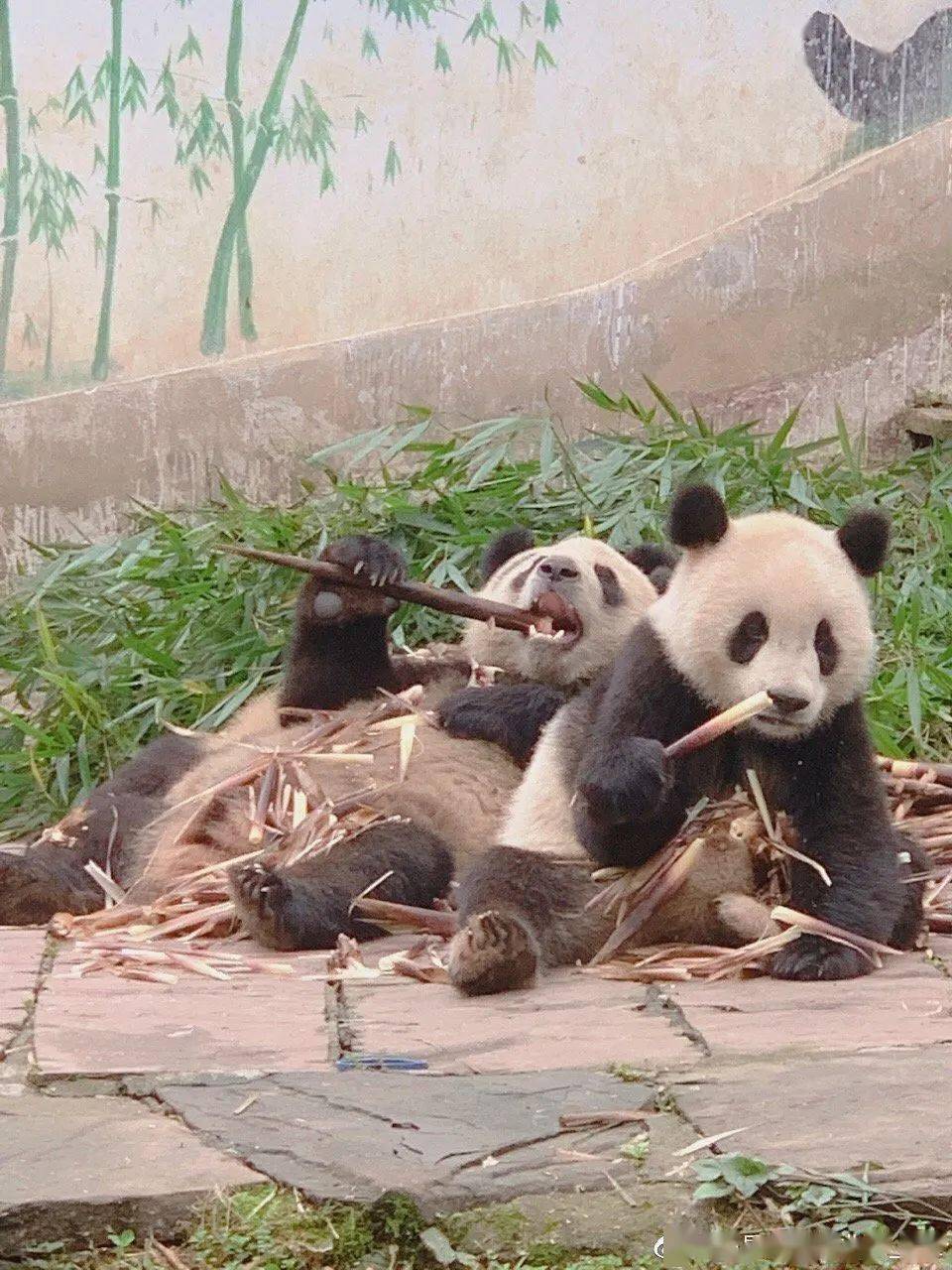 数百人齐聚上海交大观赏小鹿，人与自然的和谐相遇