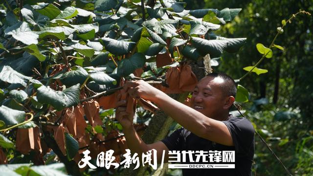 天柱县渡马镇龙盘村猕猴桃丰收，生态硕果映照喜悦笑颜