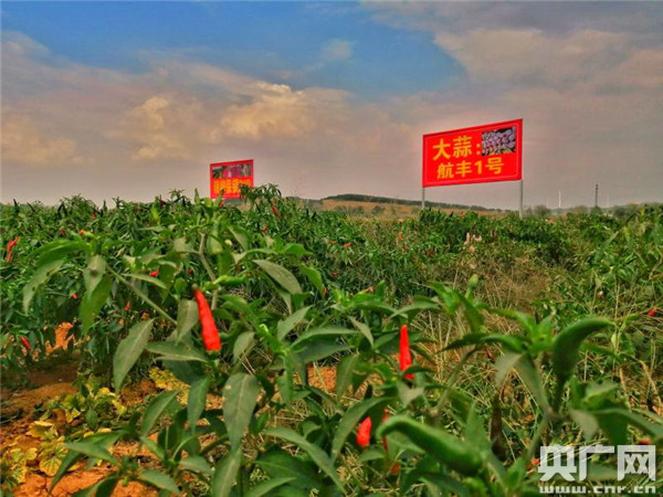 江苏连云港小青虫成就富民大产业奇迹