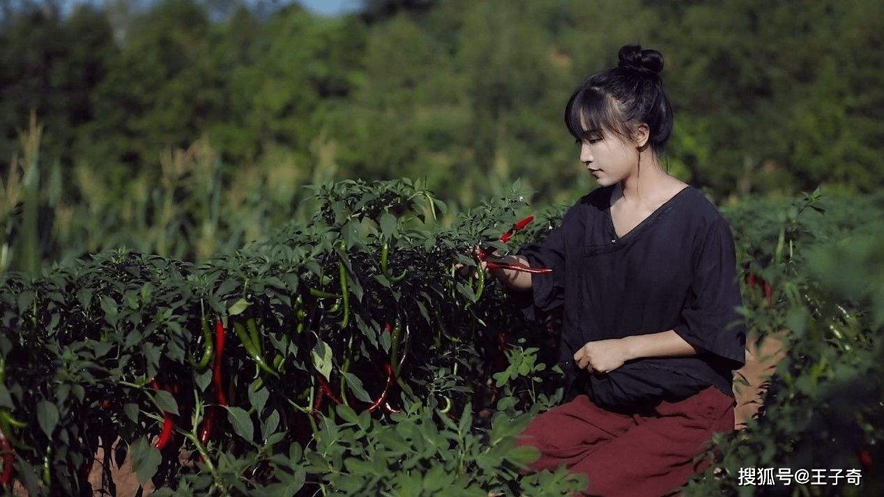 李子柒回应全国文旅邀请其去学习