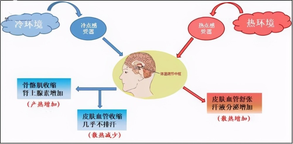 中医身体体温平衡调整法，探索中医如何调节体温保持平衡之道