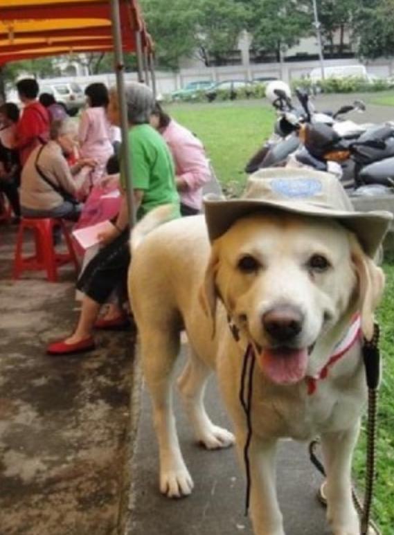 母亲与三岁娃公园遭遇恶犬袭击的惊魂时刻