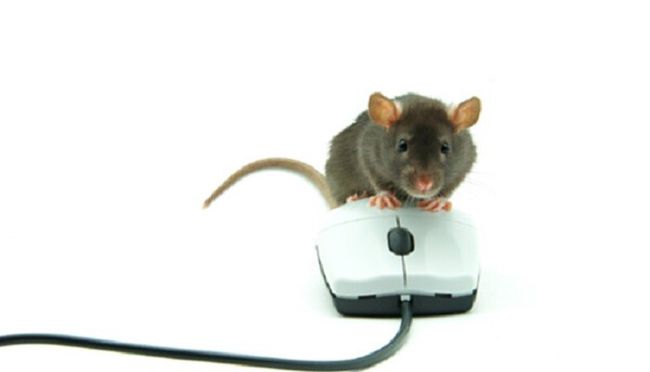 母语者通过实物区分mouse与rat的标题，，实物特征解析，如何区分老鼠（mouse）与家鼠（rat）