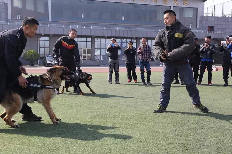 警犬的独特视角，城市巡逻的忠诚小脑瓜与特警车上的盯梢