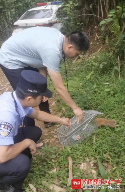 下水道奇遇，国家一级保护动物的意外发现