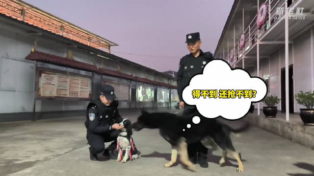 馋嘴警犬的鸡腿诱惑，自我加餐的诱惑力