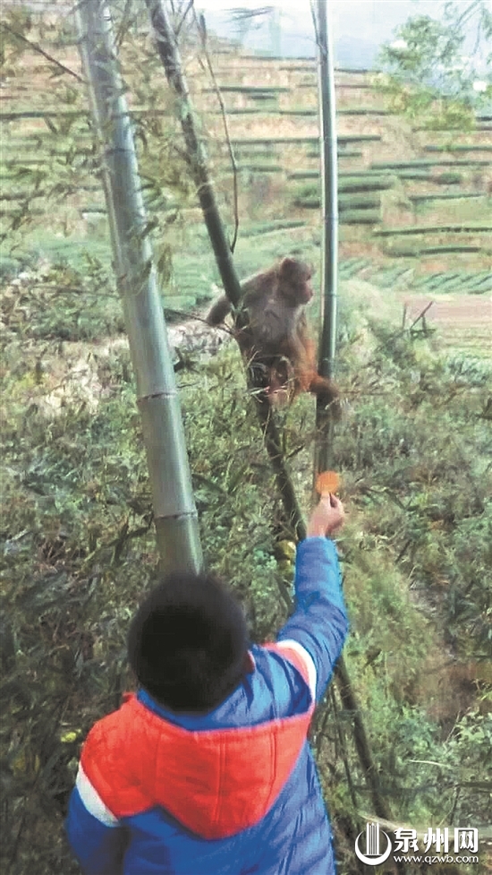 浙江野猴下山偷菜事件，生态与人类共生新篇章的启示