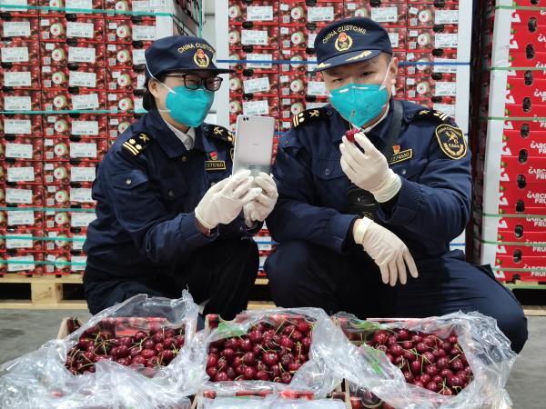 智利车厘子盛宴，2万吨美味果实飘洋过海至中国