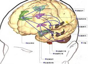 泪点低，大脑神经发达的独特表现，情感敏感与神经网络的交织体验