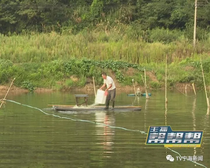 重庆公园锦鲤大量死亡事件，疑为人为投毒揭露