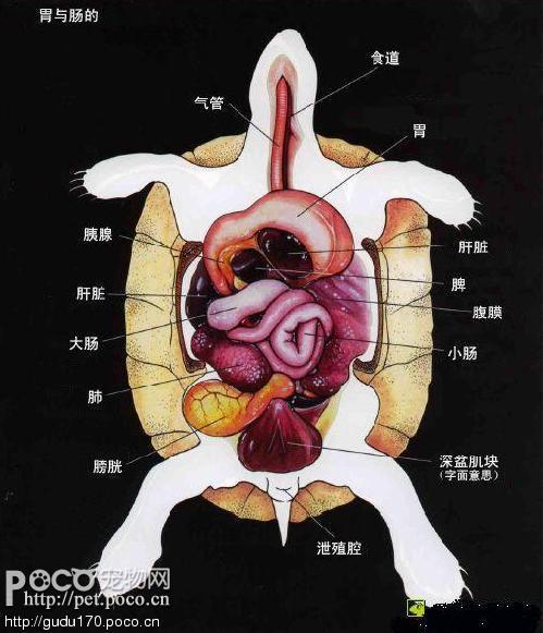 九岁小男孩的惊人解剖技艺，处理动物内脏的背后揭秘