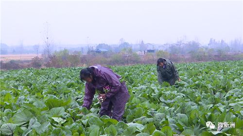 天价菜薹事件，公司决策与市场反应背后的两根菜薹卖18888元